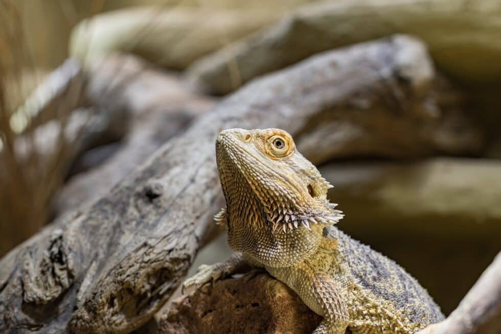 Conociendo la alimentación del dragón barbudo