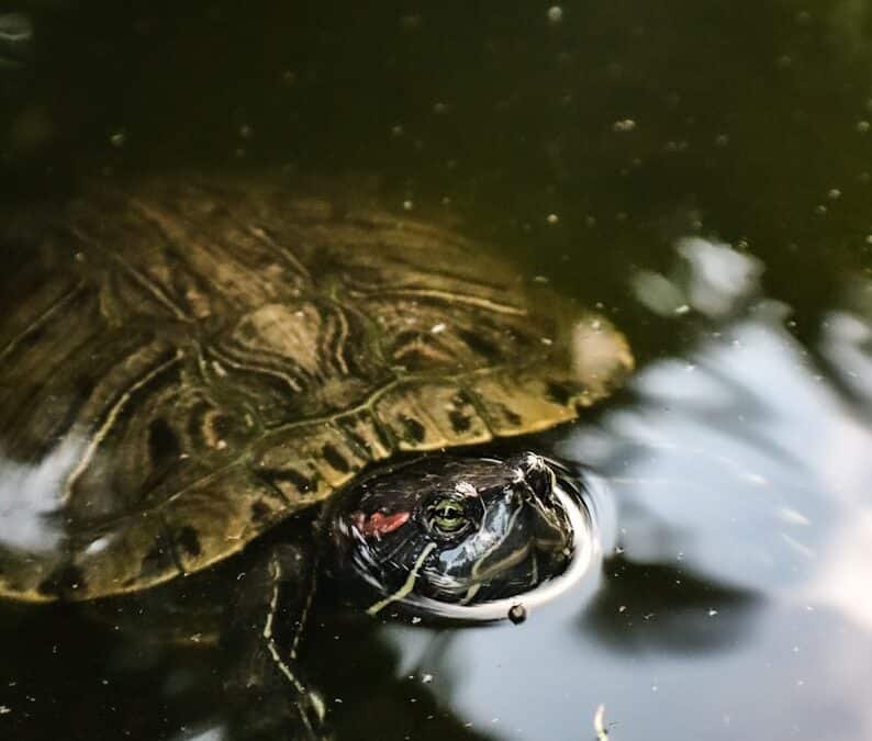 Consejos Para Cuidar De Tu Tortuga De Agua Correctamente