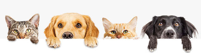 Home Page Banner Image